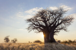 African baobab oil is well known for it's smoothing effect.